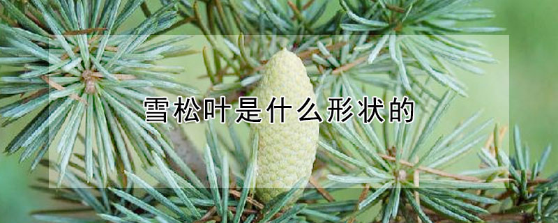 雪松葉是什么形狀的