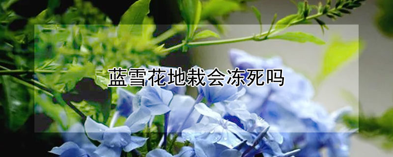 藍(lán)雪花地栽會凍死嗎