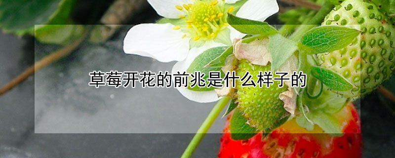 草莓開花的前兆是什么樣子的