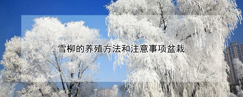 雪柳的養殖方法和注意事項盆栽