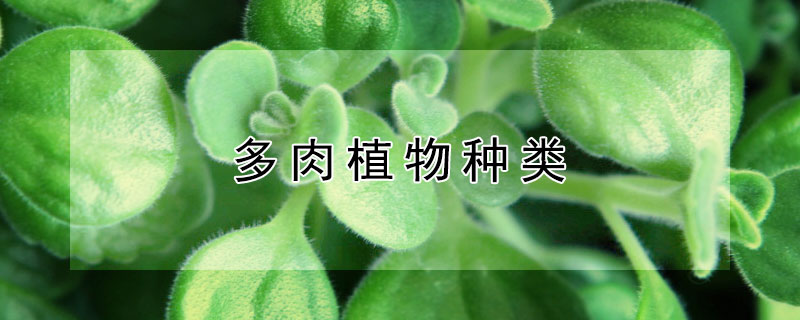 多肉植物種類(lèi)