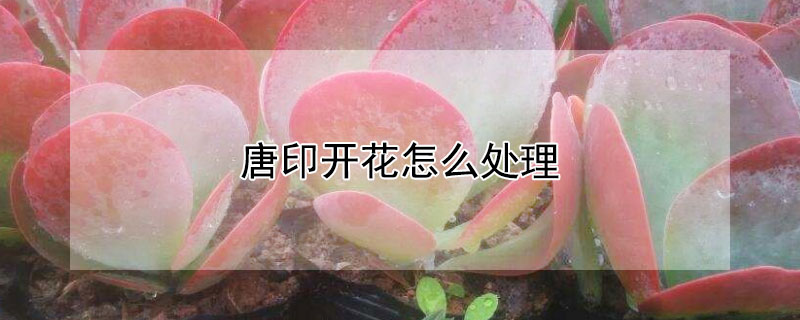 唐印開花怎么處理