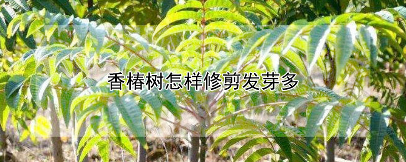 香椿樹怎樣修剪發芽多