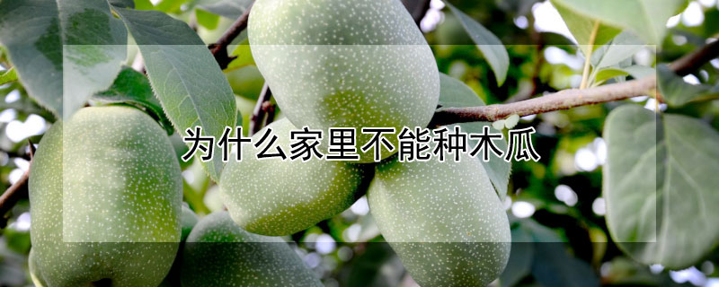 為什么家里不能種木瓜