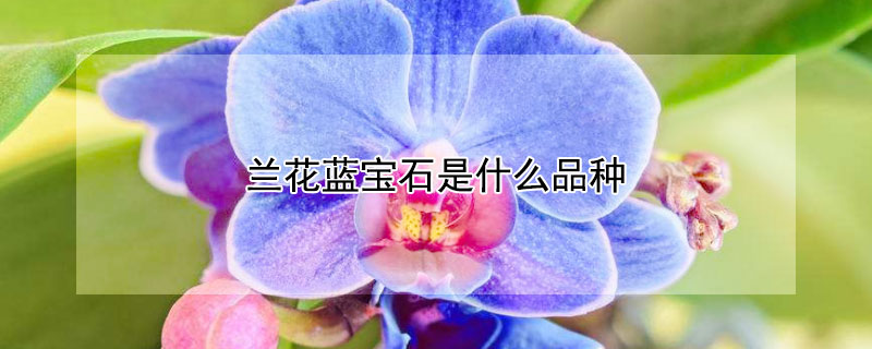 蘭花藍寶石是什么品種