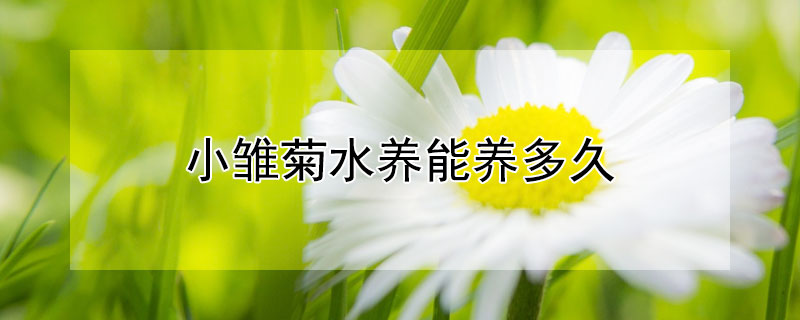 小雛菊水養(yǎng)能養(yǎng)多久