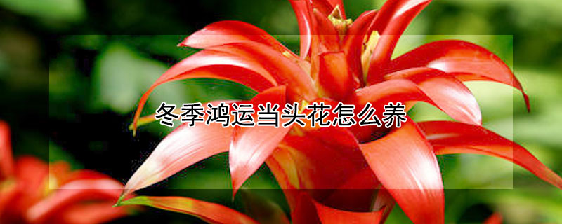 冬季鴻運(yùn)當(dāng)頭花怎么養(yǎng)