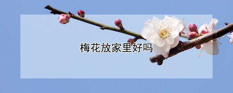 梅花放家里好嗎