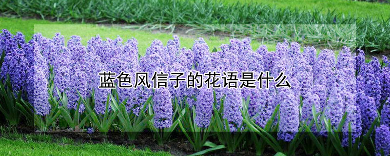 藍色風信子的花語是什么