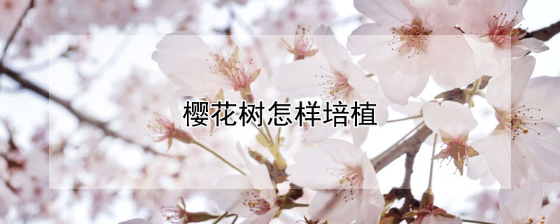 櫻花樹(shù)怎樣培植