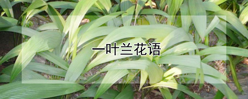 一葉蘭花語