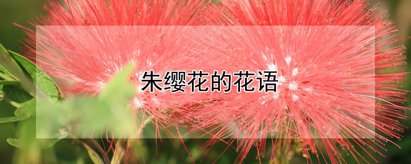 朱纓花的花語