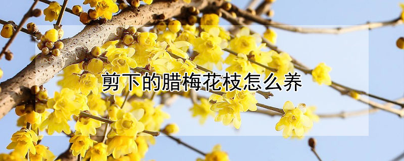 剪下的臘梅花枝怎么養