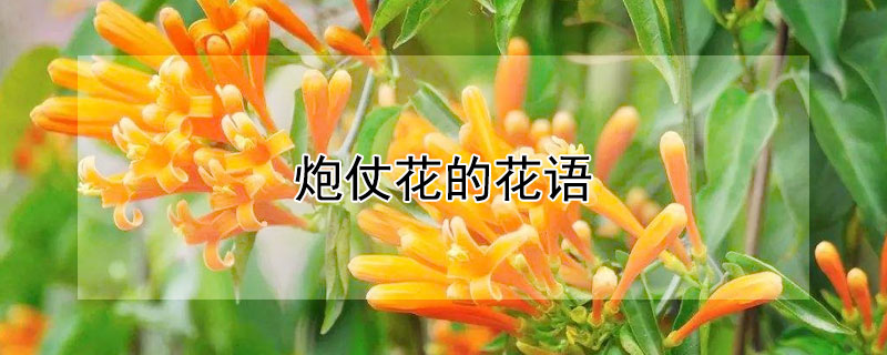 炮仗花的花語