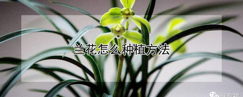 蘭花怎么種植方法