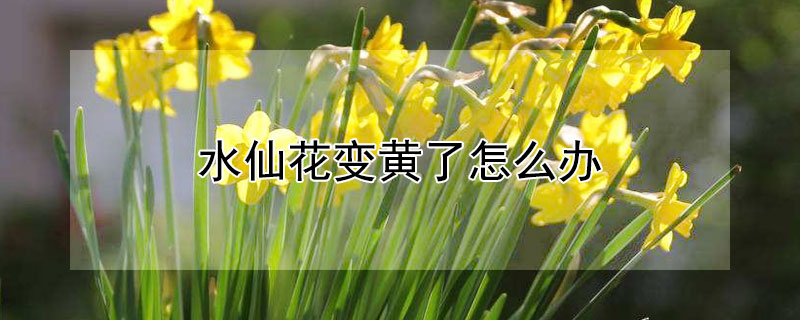 水仙花變黃了怎么辦