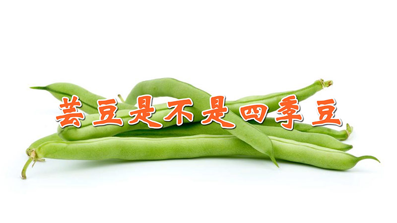 蕓豆是不是四季豆