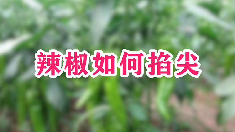 辣椒如何掐尖