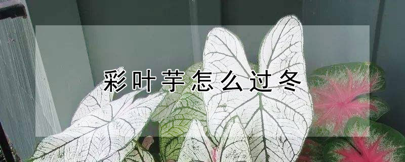 彩葉芋怎么過冬