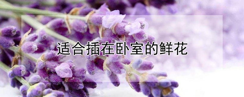 適合插在臥室的鮮花