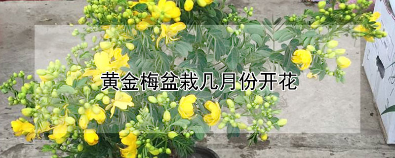 黃金梅盆栽幾月份開花