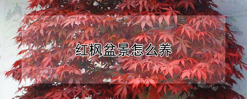 紅楓盆景怎么養(yǎng)