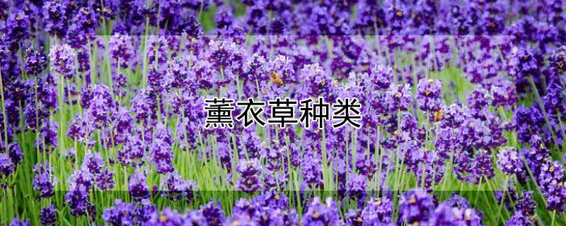 薰衣草種類(lèi)