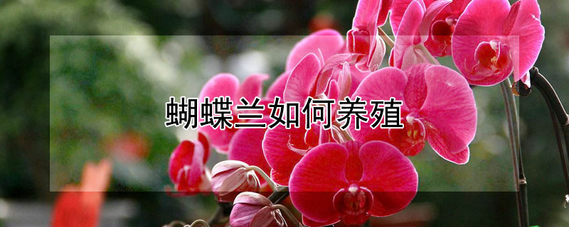 蝴蝶蘭如何養(yǎng)殖