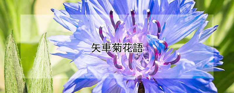 矢車菊花語(yǔ)