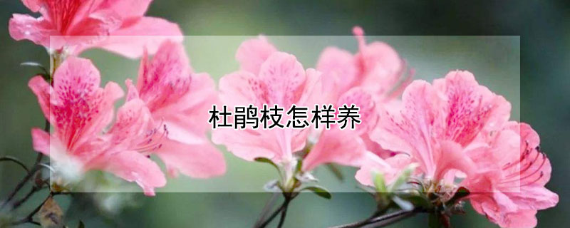 杜鵑枝怎樣養(yǎng)