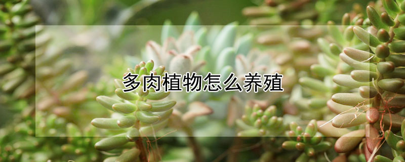 多肉植物怎么養(yǎng)殖