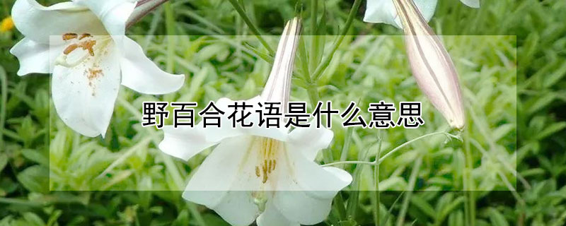 野百合花語是什么意思