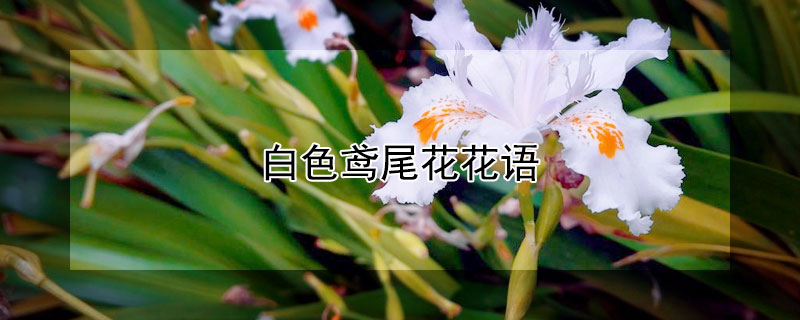 白色鳶尾花花語(yǔ)