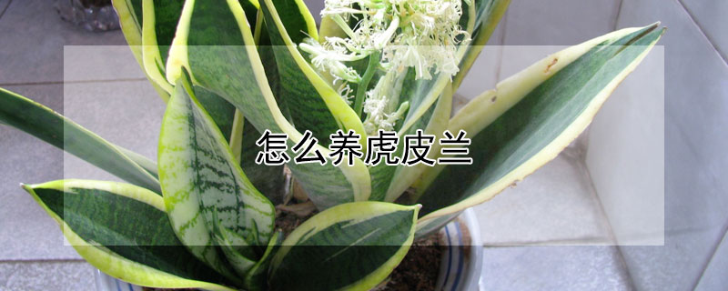 怎么養(yǎng)虎皮蘭