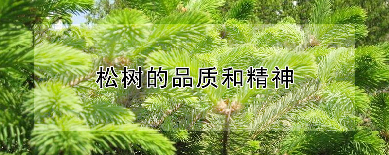 松樹(shù)的品質(zhì)和精神