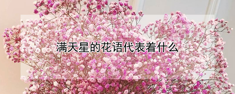 滿天星的花語(yǔ)代表著什么