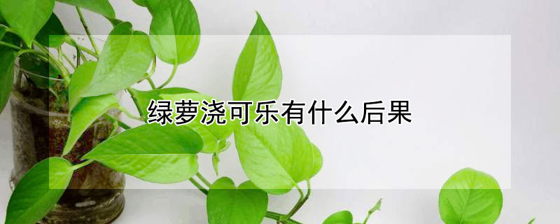 綠蘿澆可樂有什么后果