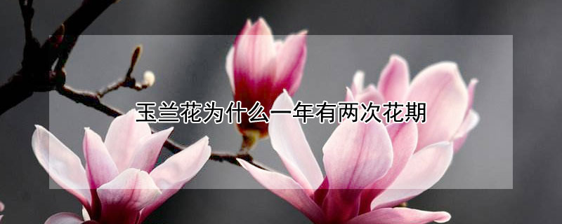 玉蘭花為什么一年有兩次花期