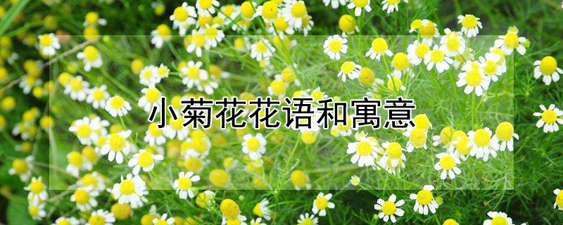 小菊花花語(yǔ)和寓意