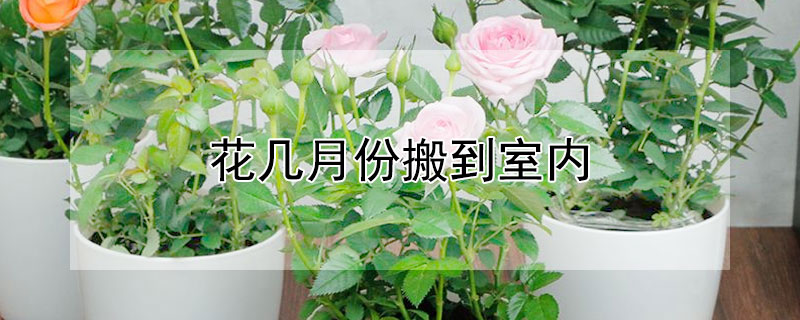 花幾月份搬到室內