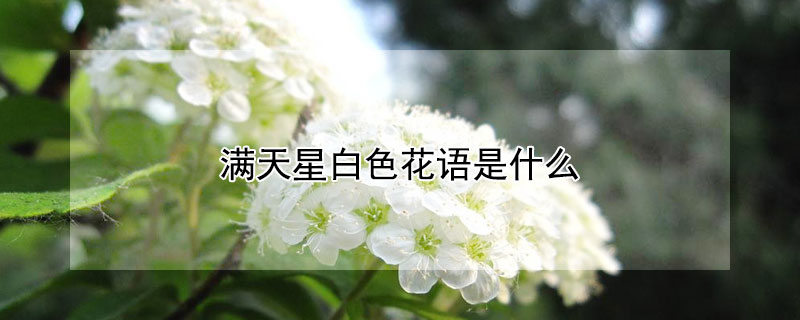 滿天星白色花語是什么