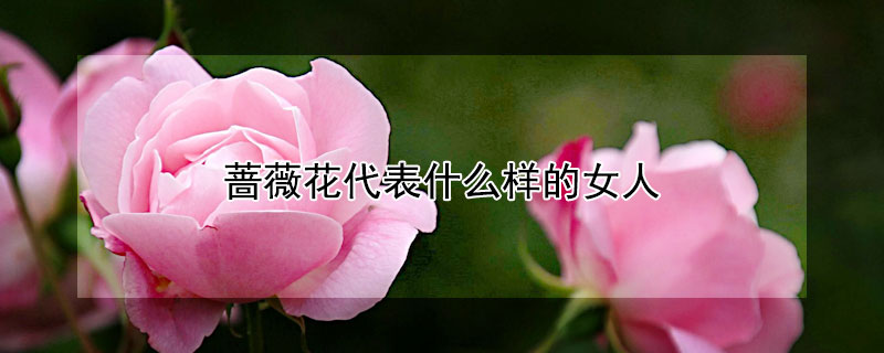 薔薇花代表什么樣的女人