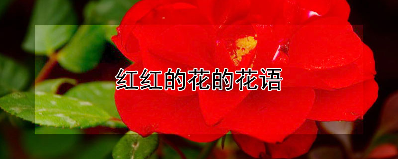 紅紅的花的花語(yǔ)