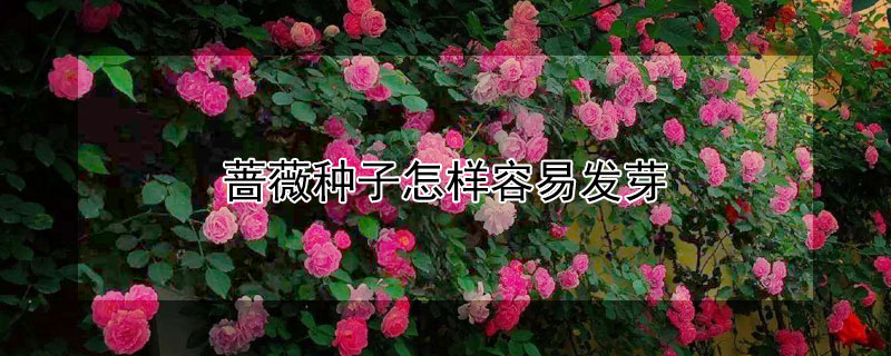 薔薇種子怎樣容易發芽