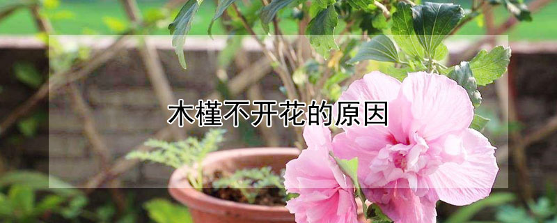 木槿不開花的原因