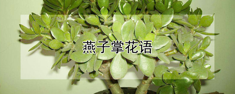 燕子掌花語(yǔ)