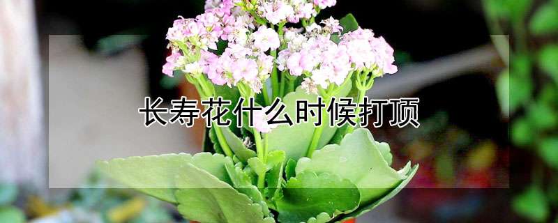 長壽花什么時候打頂