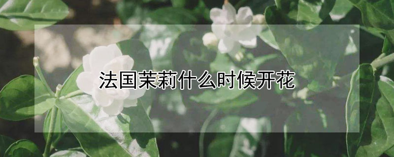 法國茉莉什么時候開花