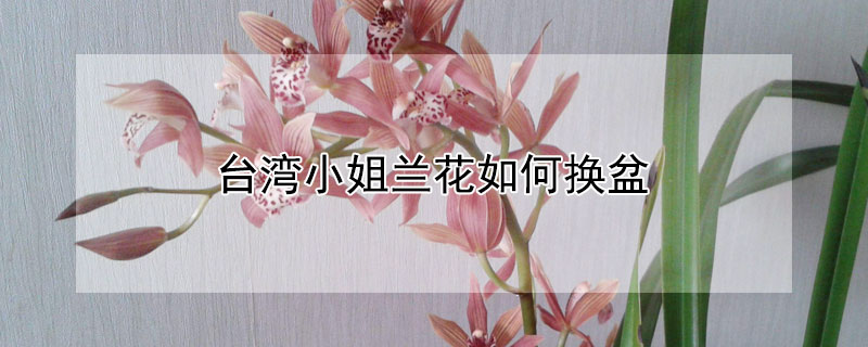 臺(tái)灣小姐蘭花如何換盆