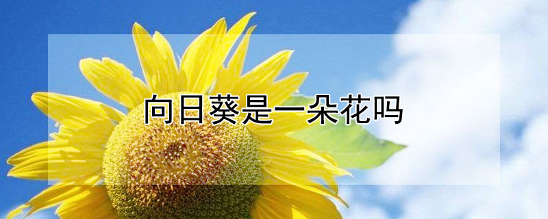 向日葵是一朵花嗎